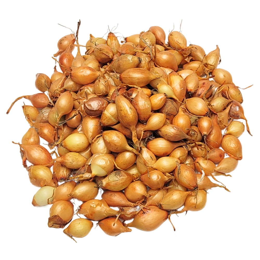Cebula dymka 0.5kg żółta Sturon 1