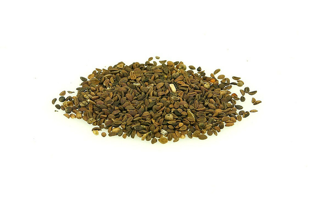 Facelia błękitna paszowa 0.5kg 1