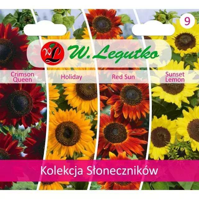 N-Kolekcja słoneczników 6 rodzajów 1