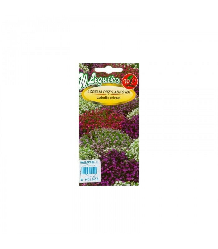 N-Lobelia przylądkowa Stroiczka mieszanka 0.3g 1