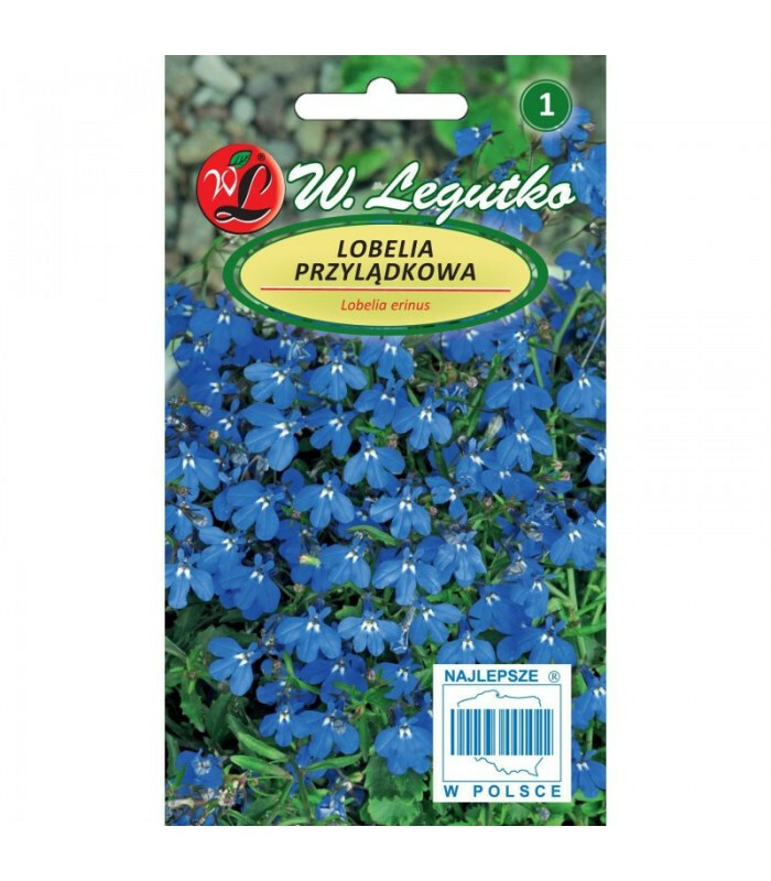 N-Lobelia przylądkowa Stroiczka niebieska 0.2g 1