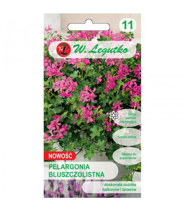 N-Pelargonia bluszczolistna Fuchsia F1 różowopurpurowa 5 nasion 1