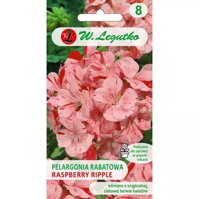 N-Pelargonia rabatowa Divas F1-Raspberry Ripple 0.04g 1