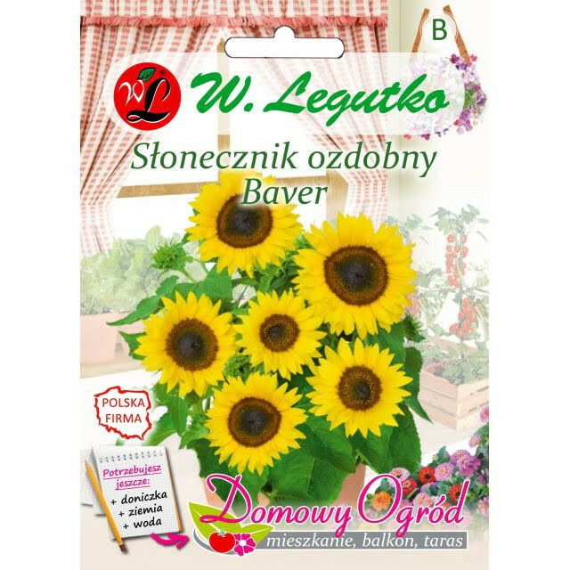 N-Słonecznik ozdobny karłowaty Baver 2g 1