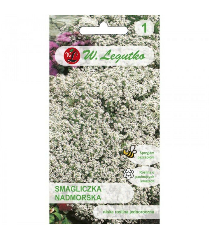 N-Smagliczka nadmorska biała 0.5g 1