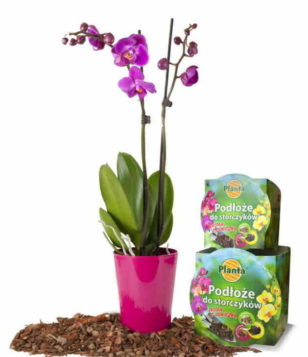 Planta donica + ziemia do storczyków 1.1L 1