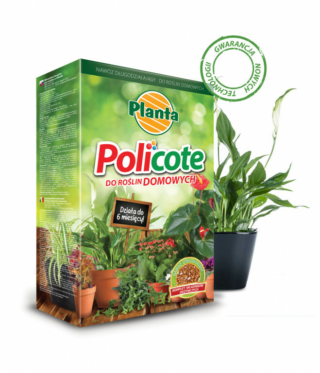 Planta policote 0.5kg zielone/domowe 1